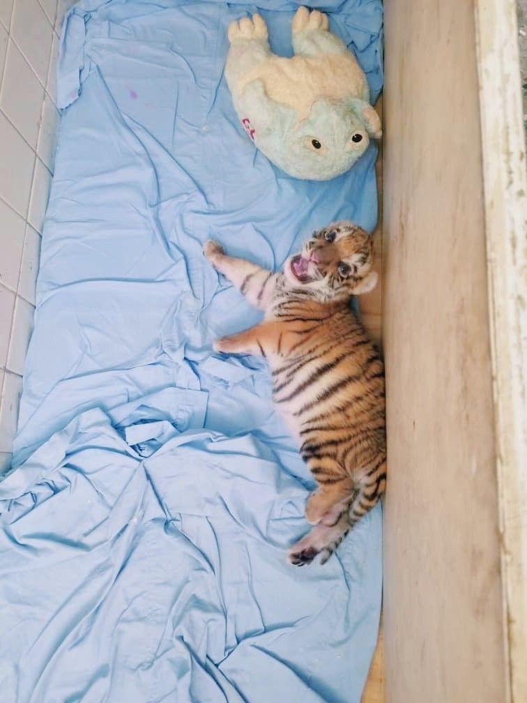 Tigre del área de cría artificial del zoológico de La Habana