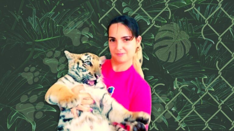 Cría de felinos en el Zoológico de La Habana. Mujer carga a un bebé tigre