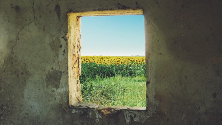 Campo de girasoles en Ucrania. Kiev durante la invasión de Rusia