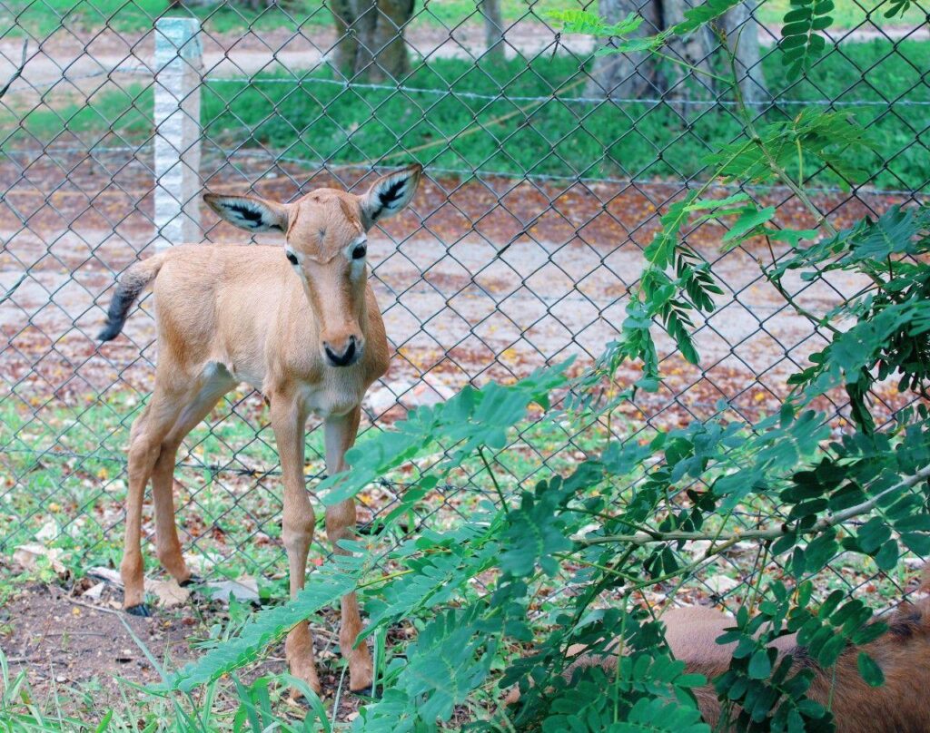 Antílope en el zoológico