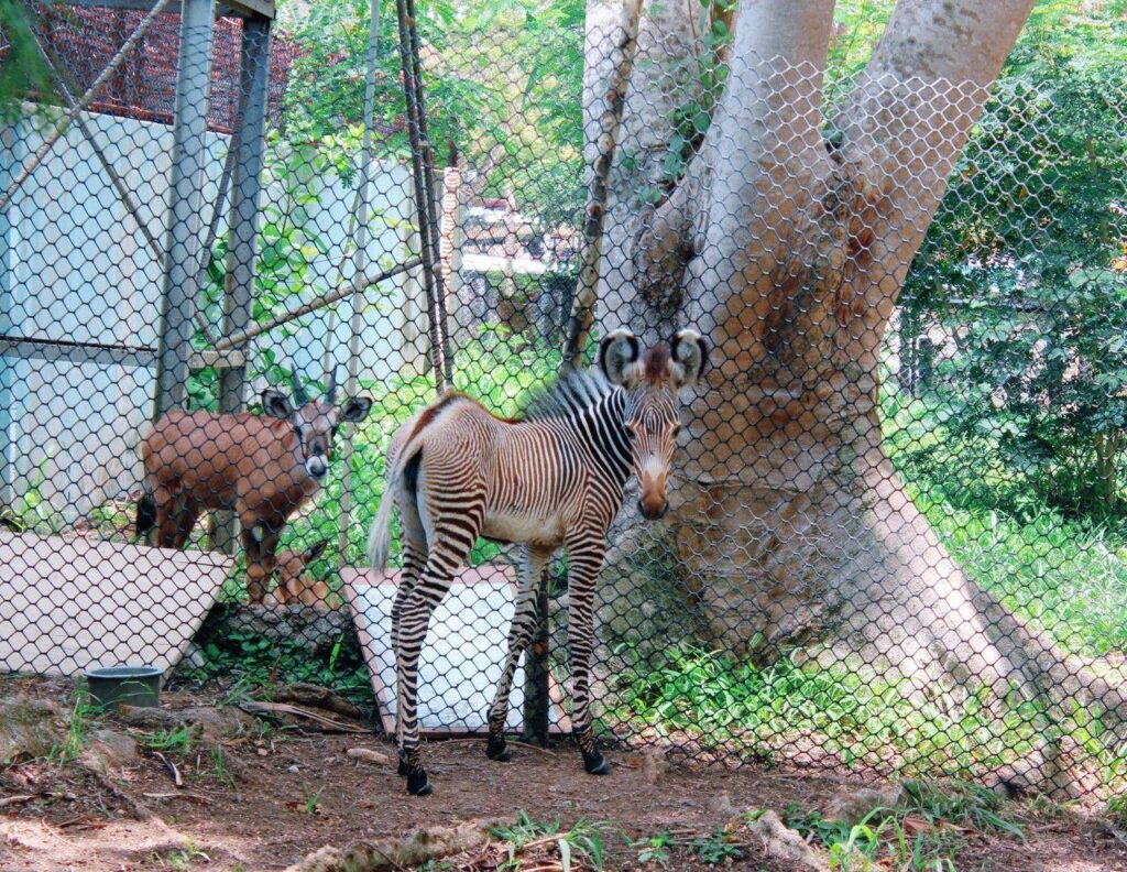 Joven cebra en el zoológico