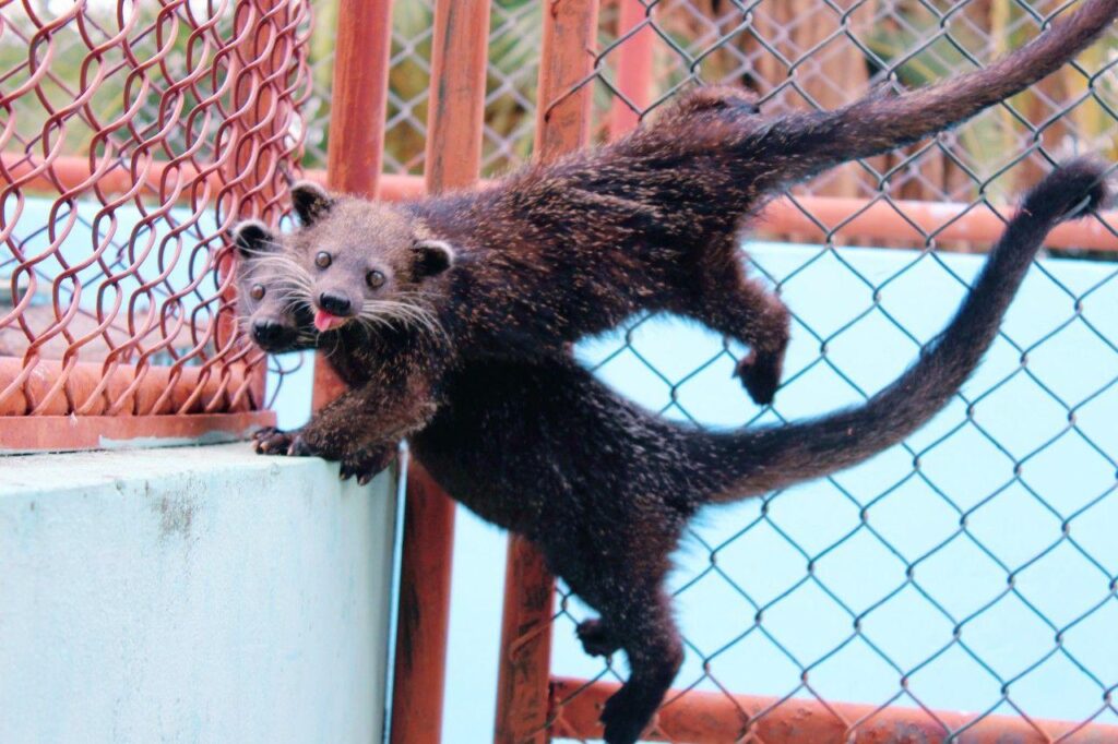 Pequeños roedores en el zoológico