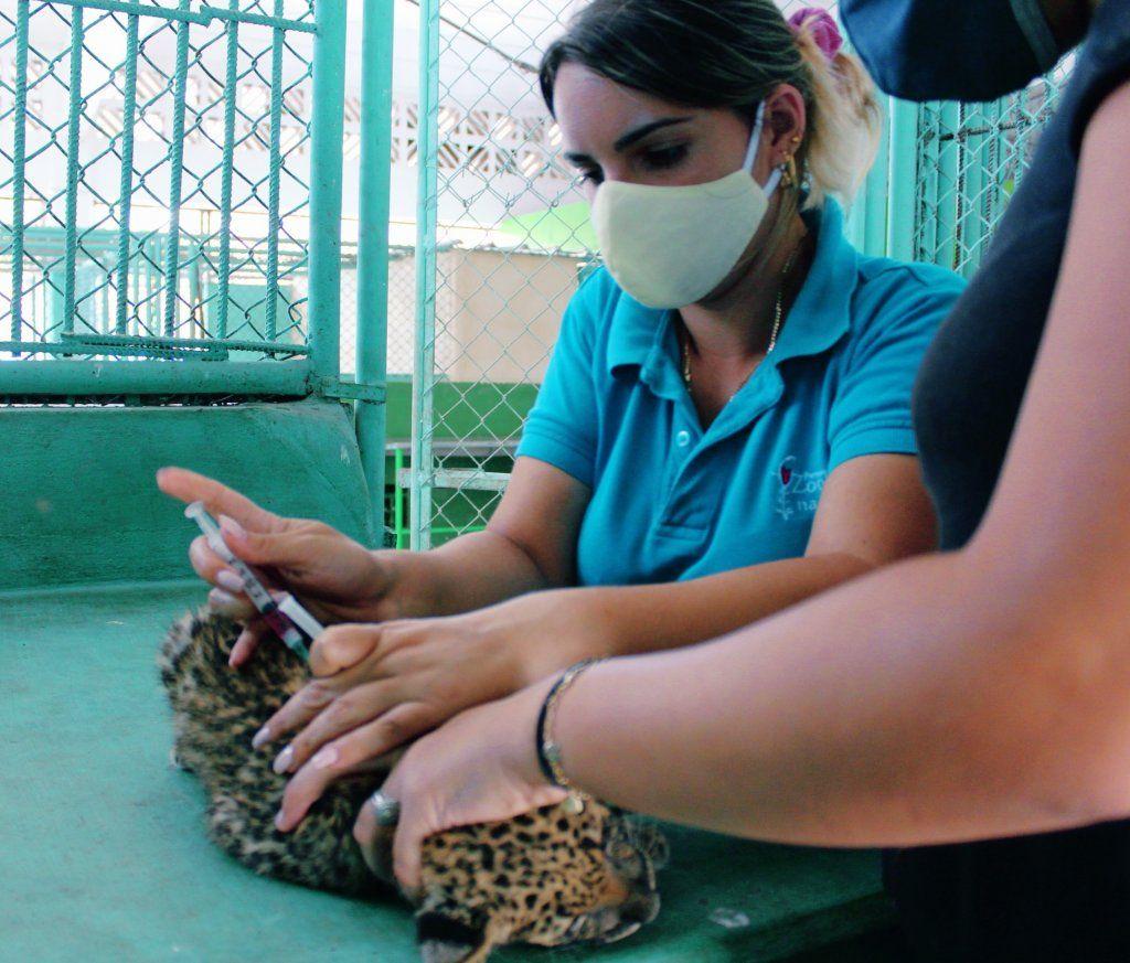 Dos mujeres inyectan a un pequeño felino en el zoológico de La Habana